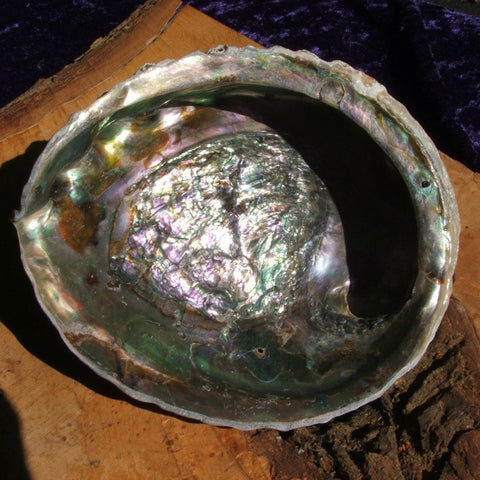 Abalone Shell