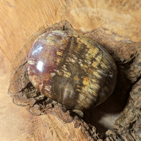 Petrified Wood Palm Stone~CRPTWPS1