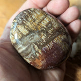 Petrified Wood Palm Stone~CRPTWPS1