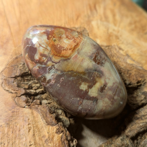 Petrified Wood Palm Stone~CRPTWPS3