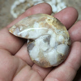 Manifestation Chalcedony Nautilus Carving~CRMCNC01