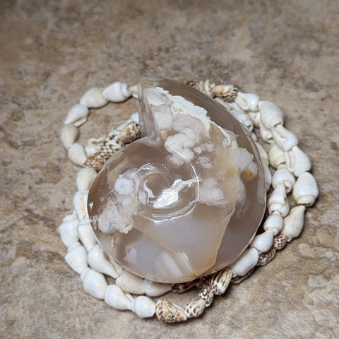 Manifestation Chalcedony Nautilus Carving~CRMCNC02