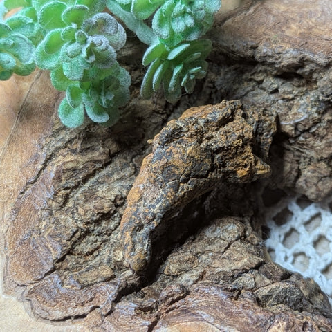 Dino Poop~ Coprolite~CRFCDP02