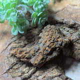 Dino Poop~ Coprolite~CRFCDP03