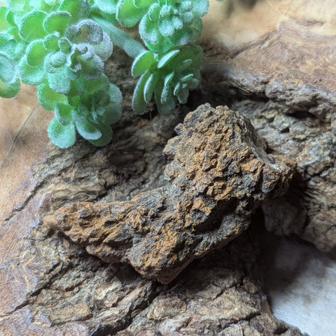 Dino Poop~ Coprolite~CRFCDP03