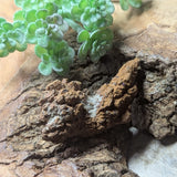 Dino Poop~ Coprolite~CRFCDP03