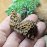 Dino Poop~ Coprolite~CRFCDP03