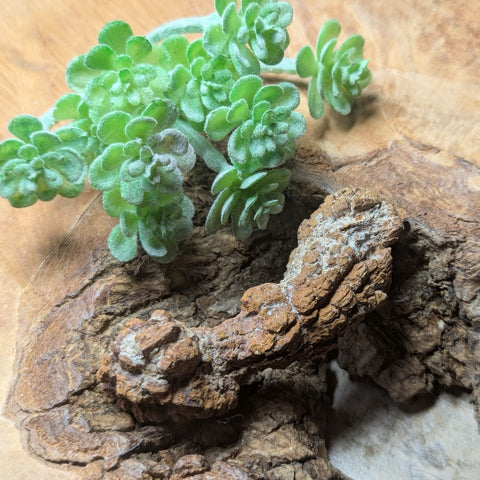 Dino Poop~ Coprolite~CRFCDP04