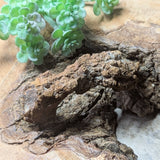 Dino Poop~ Coprolite~CRFCDP04