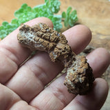 Dino Poop~ Coprolite~CRFCDP04