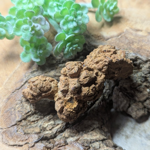 Dino Poop~ Coprolite~CRFCDP05
