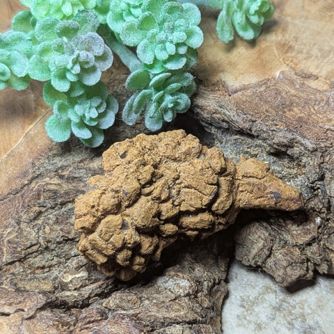 Dino Poop~ Coprolite~CRFCDP06