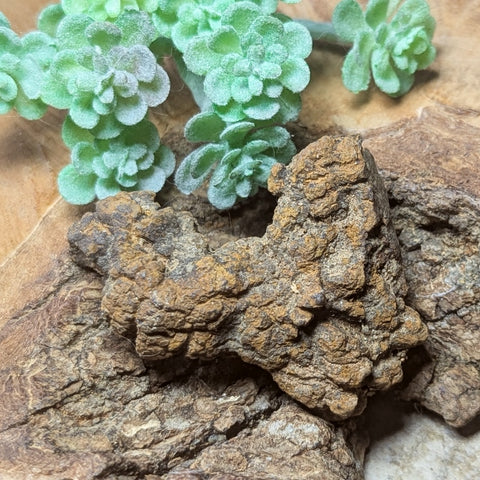 Dino Poop~ Coprolite~CRFCDP07