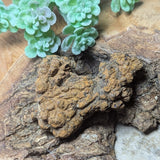 Dino Poop~ Coprolite~CRFCDP07