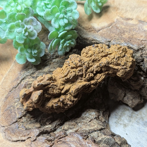Dino Poop~ Coprolite~CRFCDP10
