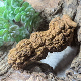 Dino Poop~ Coprolite~CRFCDP10