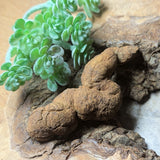 Dino Poop~ Coprolite~CRFCDP12