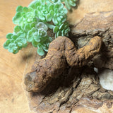 Dino Poop~ Coprolite~CRFCDP12