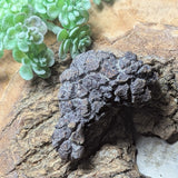 Dino Poop~ Coprolite~CRFCDP13