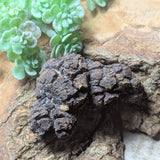 Dino Poop~ Coprolite~CRFCDP13