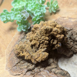Dino Poop~ Coprolite~CRFCDP14