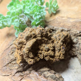 Dino Poop~ Coprolite~CRFCDP14