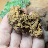 Dino Poop~ Coprolite~CRFCDP14