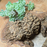 Dino Poop~ Coprolite~CRFCDP15