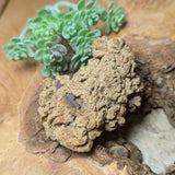 Dino Poop~ Coprolite~CRFCDP15