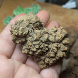 Dino Poop~ Coprolite~CRFCDP15