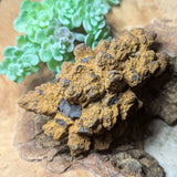 Dino Poop~ Coprolite~CRFCDP16