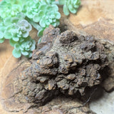 Dino Poop~ Coprolite~CRFCDP17