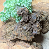 Dino Poop~ Coprolite~CRFCDP19