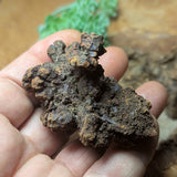 Dino Poop~ Coprolite~CRFCDP19