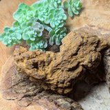 Dino Poop~ Coprolite~CRFCDP20