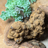 Dino Poop~ Coprolite~CRFCDP20