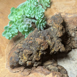 Dino Poop~ Coprolite~CRFCDP21