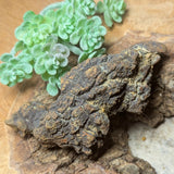 Dino Poop~ Coprolite~CRFCDP21