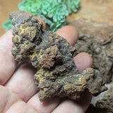 Dino Poop~ Coprolite~CRFCDP21