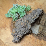 Dino Poop~ Coprolite~CRFCDP22
