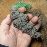 Dino Poop~ Coprolite~CRFCDP22