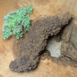 Dino Poop~ Coprolite~CRFCDP23