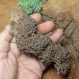 Dino Poop~ Coprolite~CRFCDP23