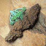 Dino Poop~ Coprolite~CRFCDP25