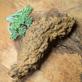 Dino Poop~ Coprolite~CRFCDP27