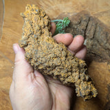 Dino Poop~ Coprolite~CRFCDP27