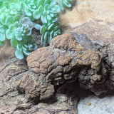 Dino Poop~ Coprolite~CRFCDP28