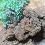 Dino Poop~ Coprolite~CRFCDP28