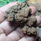 Dino Poop~ Coprolite~CRFCDP28