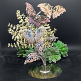 Ocean Jasper Butterflies Display~CROJBFL1